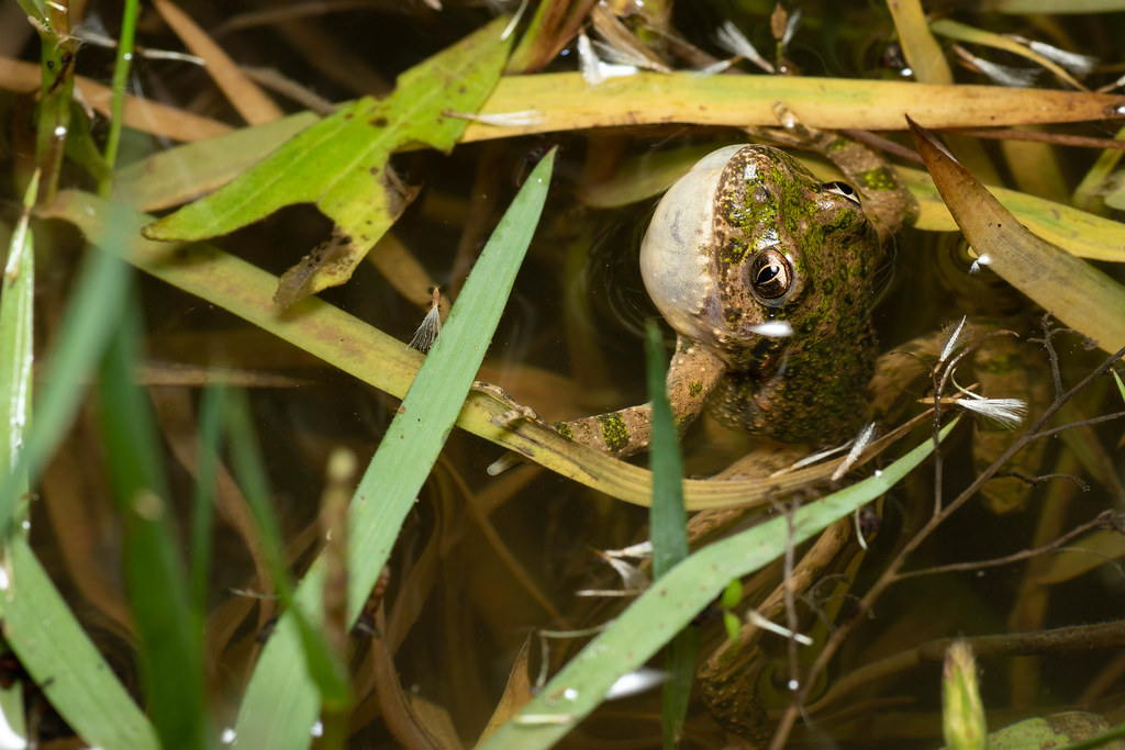 Societat Catalana d'Herpetologia tweet media