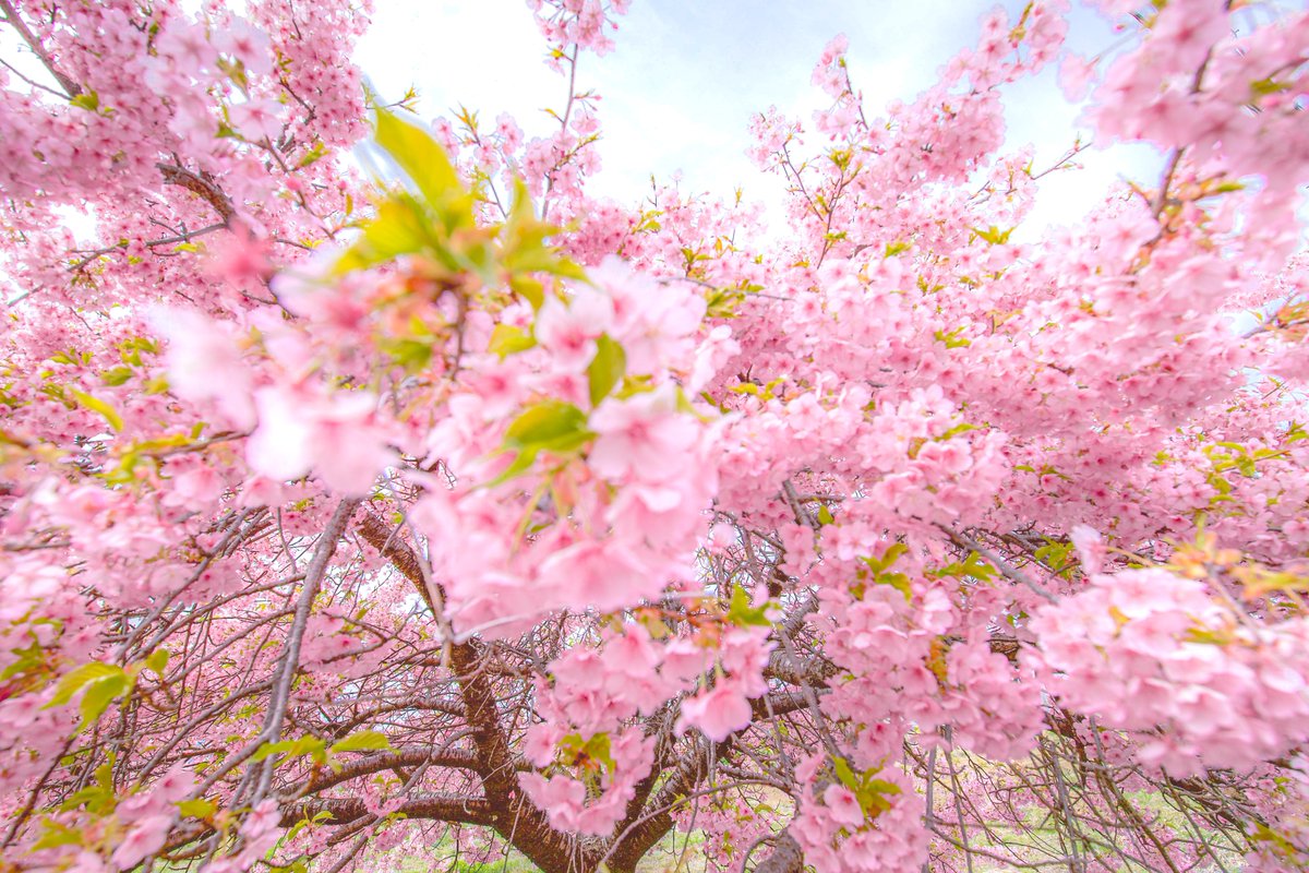 amehana_uk's tweet photo. お写真お借りしました(*ˊ꒳ˋ*)ෆ˚* https://t.co/8t8g24w5jw