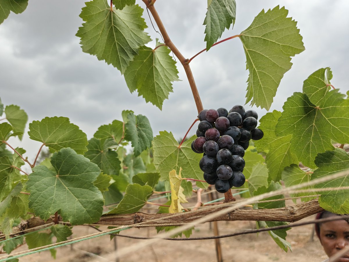 RetsonTedheke01's tweet photo. #NigeriaFarms: This is How Nigeria Farmers Win by Focusing on Grapevine and Plantations! 

Short Term Crop Production cannot Work and Nigeria Farmers Must Survive. 

I Will Help You Setup your Grapevine Project in any Location in Nigeria for a Consultancy Fee of N5million Only! https://t.co/xXmwKUt9gw