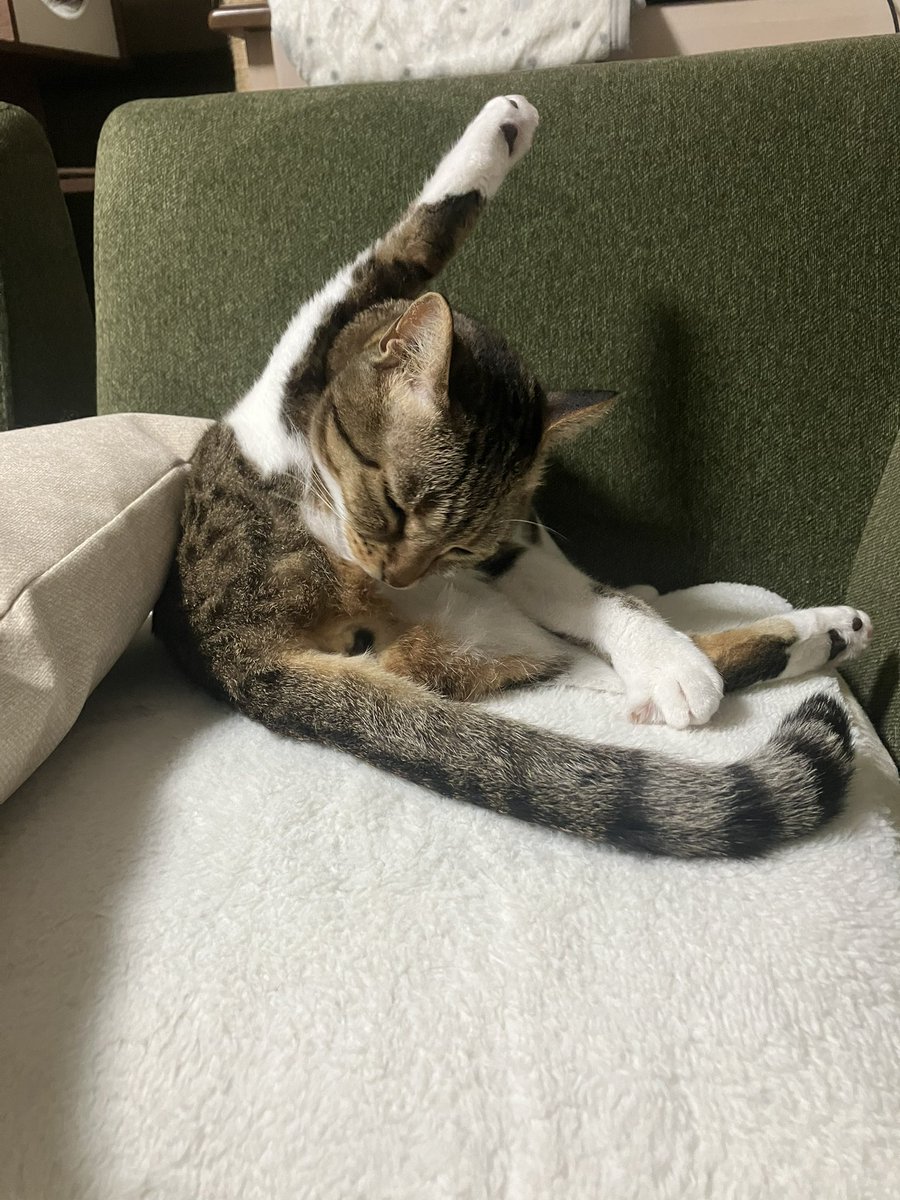 M H にゃんずと息子 H H tweet media