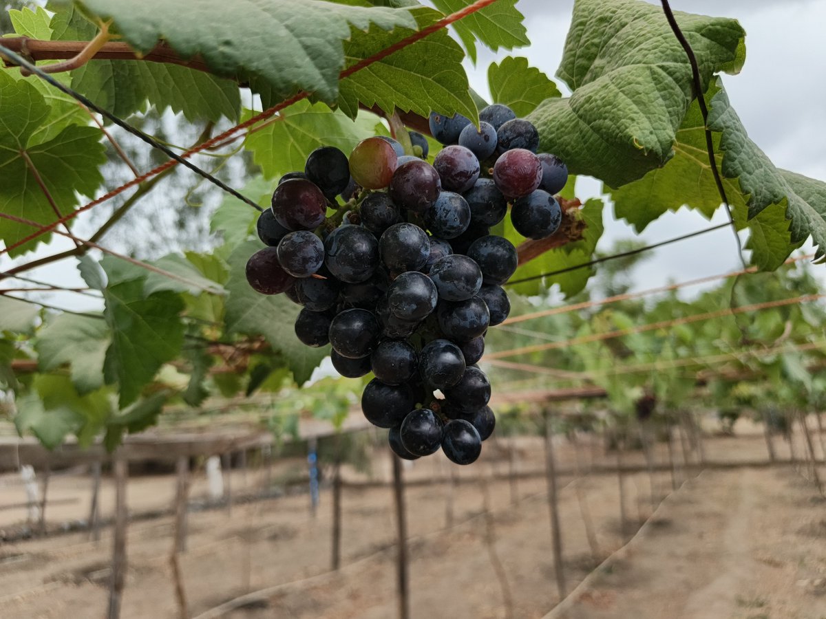 RetsonTedheke01's tweet photo. #NigeriaFarms: This is How Nigeria Farmers Win by Focusing on Grapevine and Plantations! 

Short Term Crop Production cannot Work and Nigeria Farmers Must Survive. 

I Will Help You Setup your Grapevine Project in any Location in Nigeria for a Consultancy Fee of N5million Only! https://t.co/xXmwKUt9gw