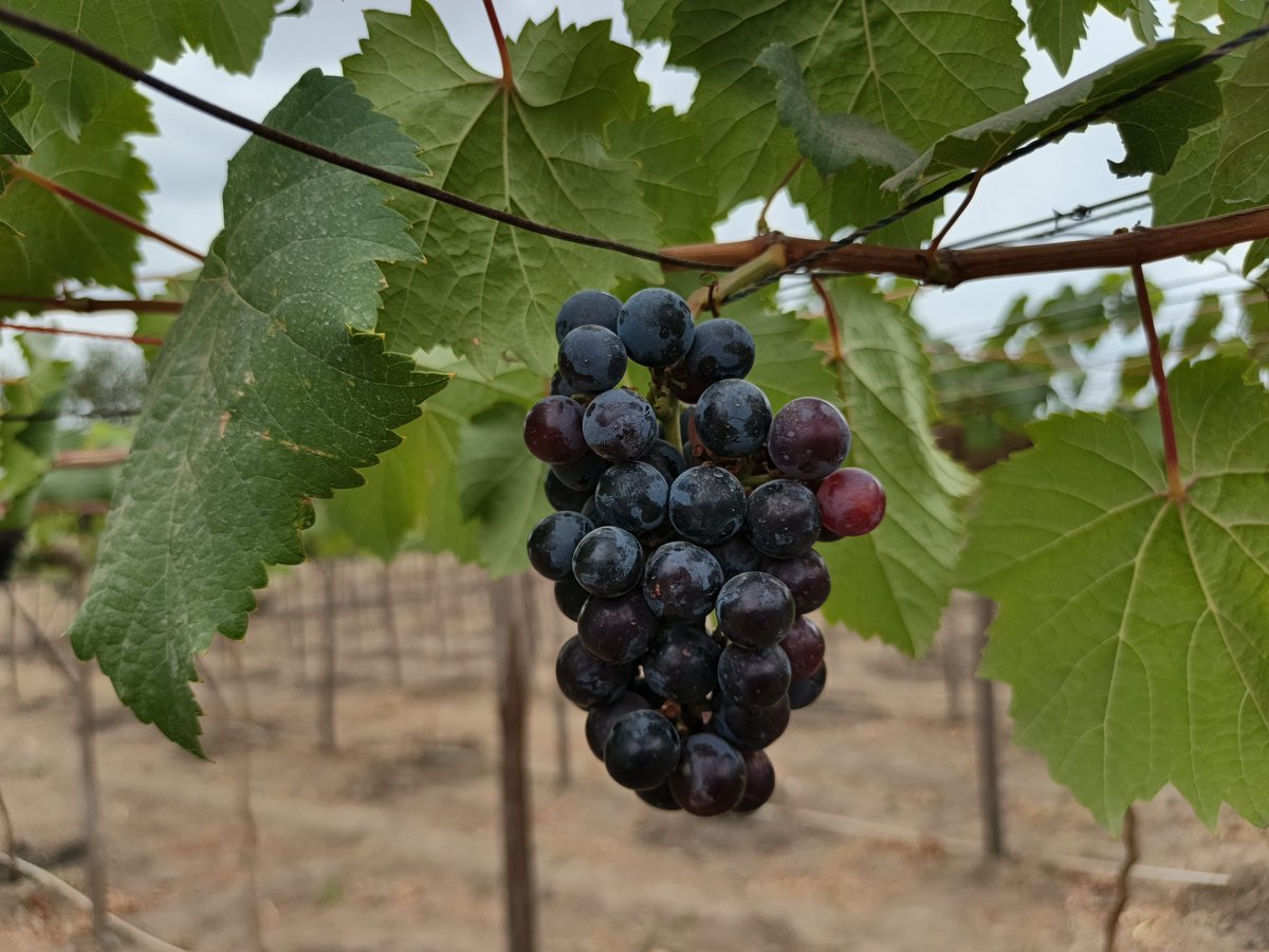 RetsonTedheke01's tweet photo. #NigeriaFarms: This is How Nigeria Farmers Win by Focusing on Grapevine and Plantations! 

Short Term Crop Production cannot Work and Nigeria Farmers Must Survive. 

I Will Help You Setup your Grapevine Project in any Location in Nigeria for a Consultancy Fee of N5million Only! https://t.co/xXmwKUt9gw