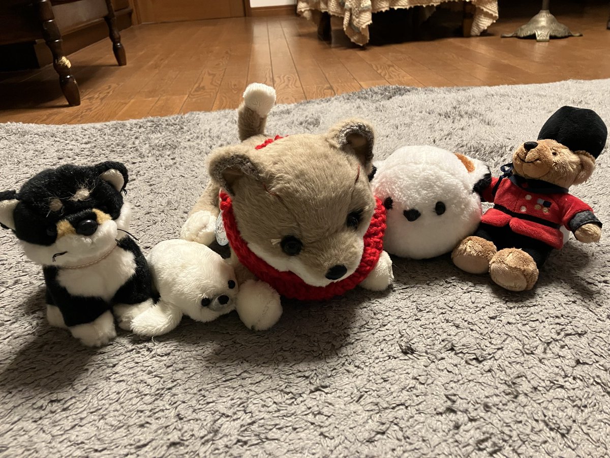PainMico's tweet photo. いなくなった子たちを忘れないように、写真見ながら一生懸命作りました
柴犬と白アザラシは手作り
他の子たちは似たような子を探して迎えました
また同じような写真が撮れて嬉しい

#ぬいぐるみは大事な家族
#ぬいぐるみ迷子 https://t.co/hczx69inLH