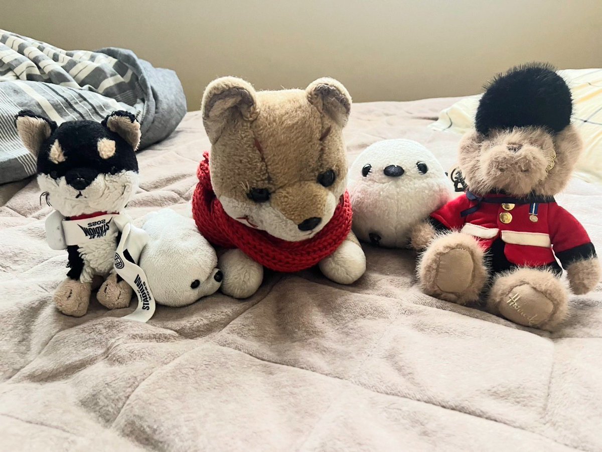 PainMico's tweet photo. いなくなった子たちを忘れないように、写真見ながら一生懸命作りました
柴犬と白アザラシは手作り
他の子たちは似たような子を探して迎えました
また同じような写真が撮れて嬉しい

#ぬいぐるみは大事な家族
#ぬいぐるみ迷子 https://t.co/hczx69inLH