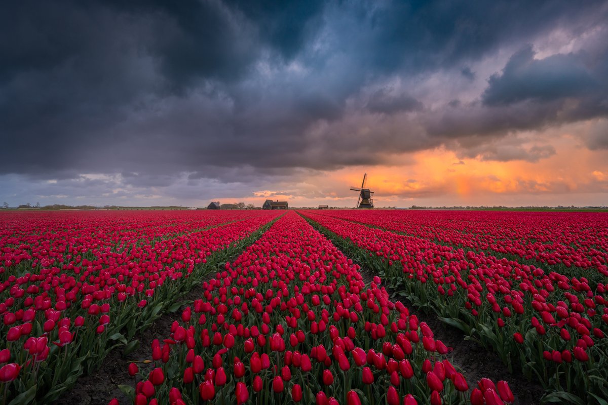 Albert Dros tweet media