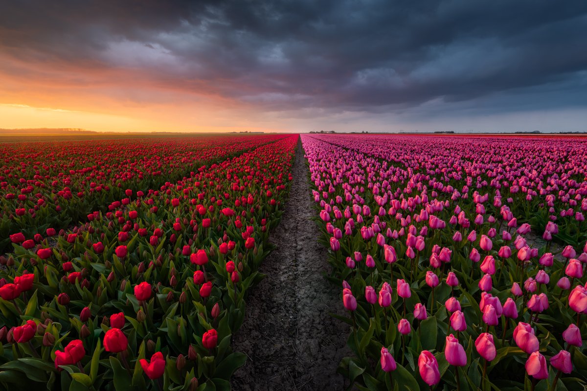 Albert Dros tweet media