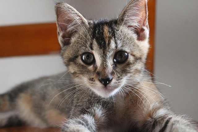 Jason Genesis tweet media