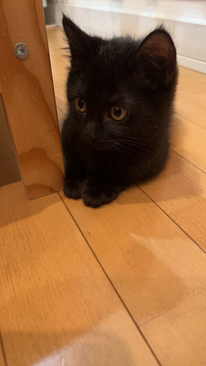 そらのまっくろくろすけ時代→黒トトロに