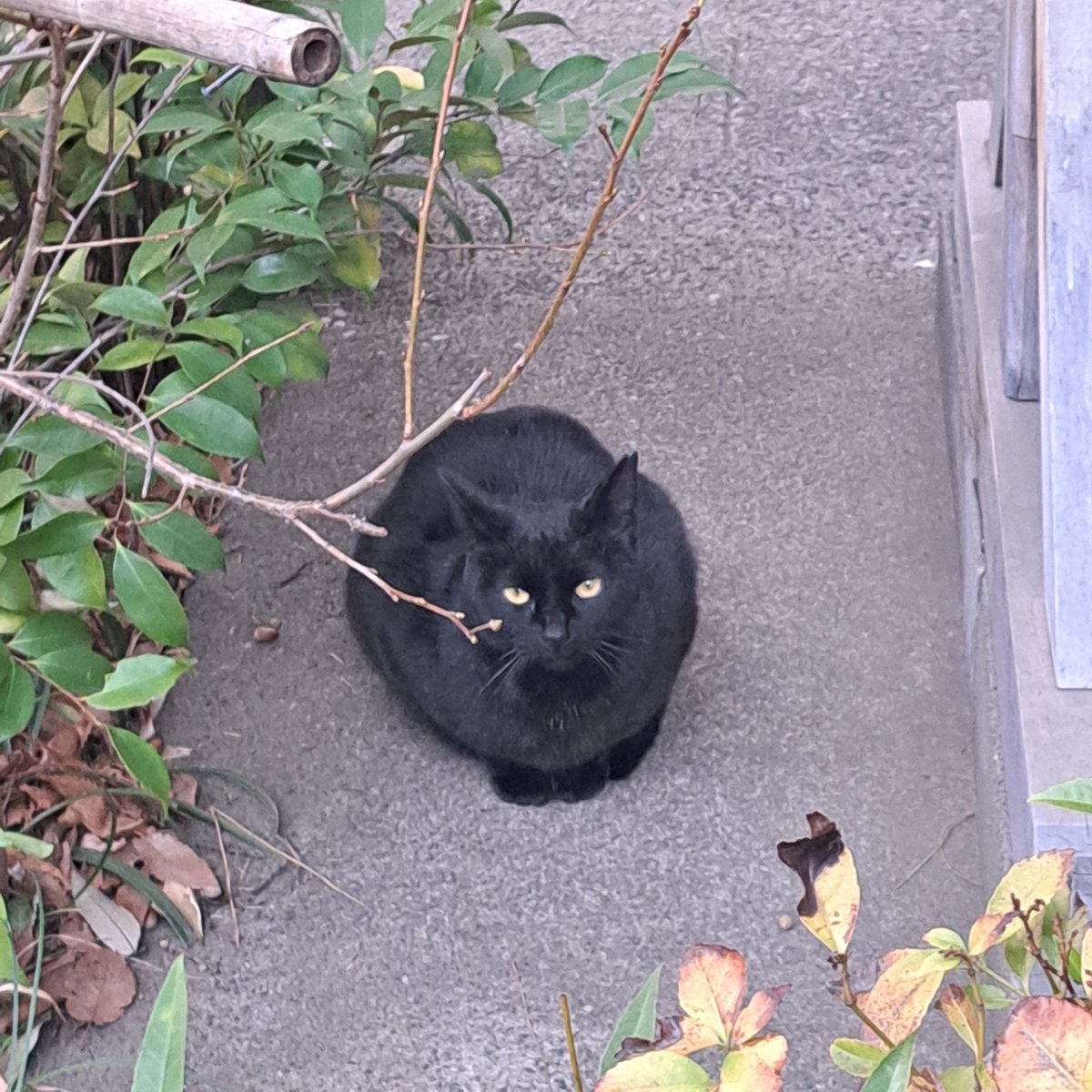 だーかね〜running instructor〜 tweet media