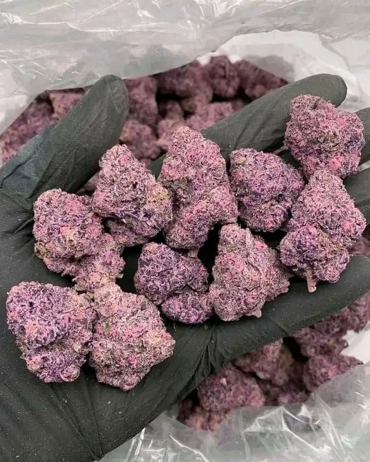 Sincty Seeds tweet media