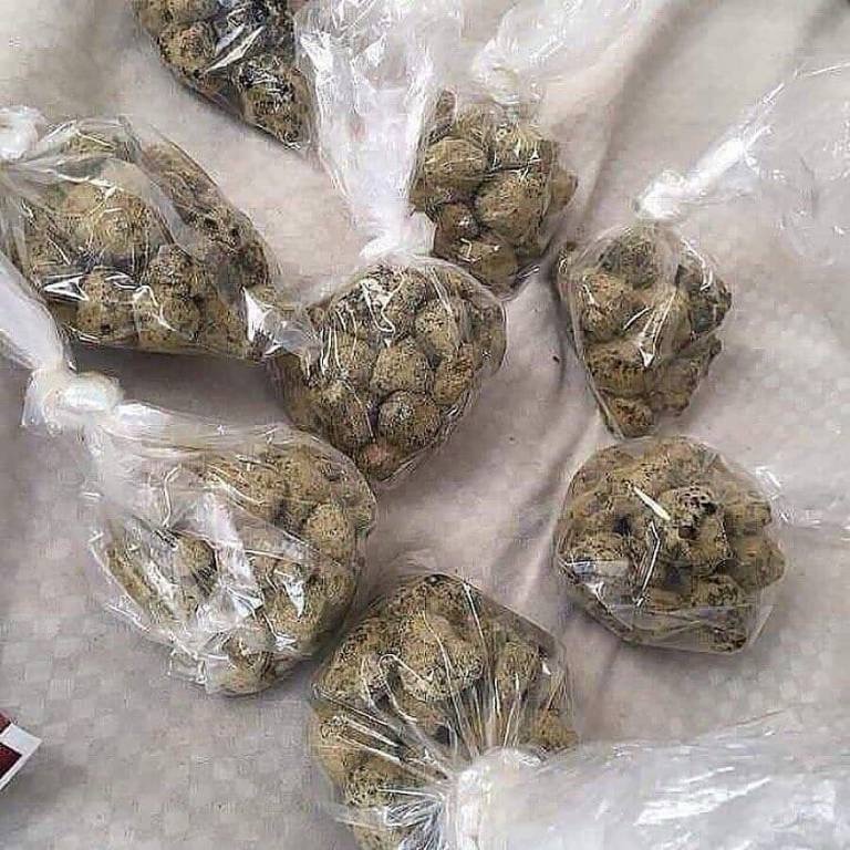 Sincty Seeds tweet media