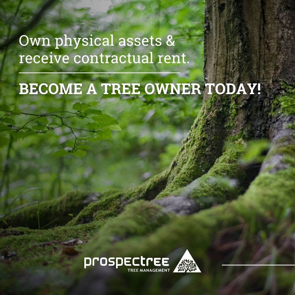 🌳 Love the idea of owning trees, but lack the cultivation experience?

You don’t need land, equipment, or forestry experience to own a physical asset. With ProspecTree, you step into a clear commercial agreement where you hold the Physical Αsset and we handle everything!

The