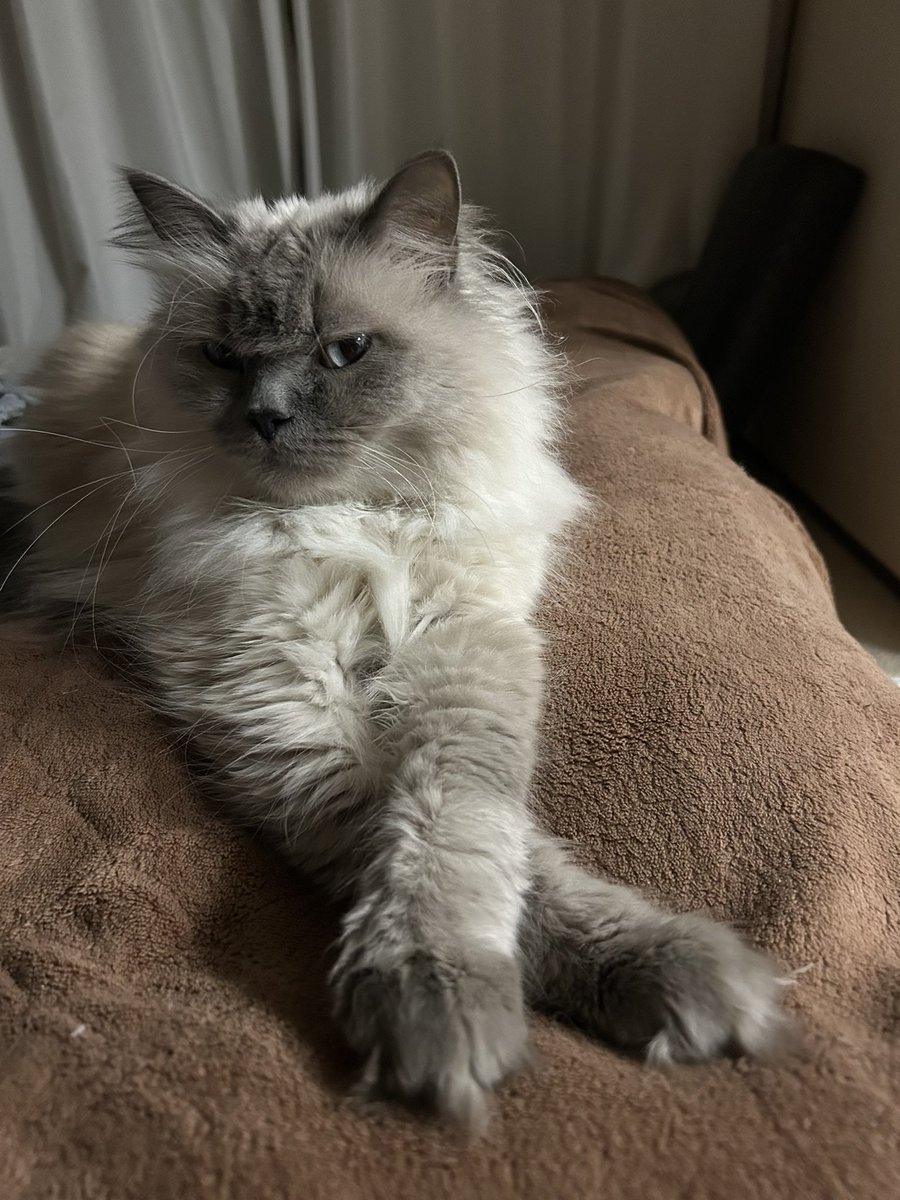 O_SsDad's tweet photo. 腕組みして凛々しいおーちゃん🍀
ちょっと眠そう

#猫のいる幸せ https://t.co/25Jd4PyrWy