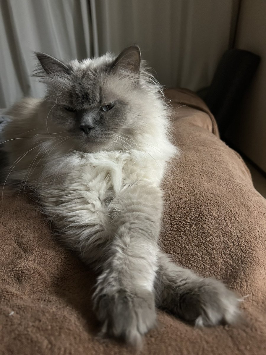 O_SsDad's tweet photo. 腕組みして凛々しいおーちゃん🍀
ちょっと眠そう

#猫のいる幸せ https://t.co/25Jd4PyrWy
