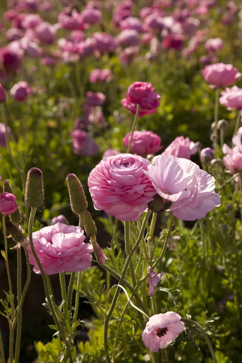 paula🐈‍⬛ tweet media