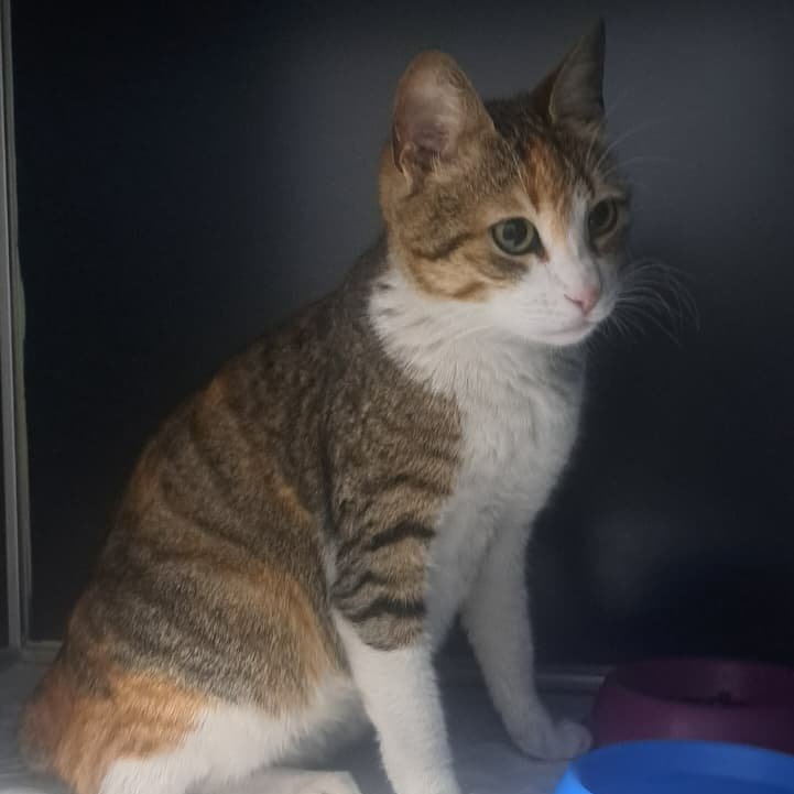 seniariyorken's tweet photo. ACİL GEÇİCİ/KALICI YUVA 💕🐾

Hamile, kendisi de küçücük. Kendisine ve doğacak yavrularına acil geçici/kalıcı yuva arıyoruz. 
Mırıl mırıl, sevgi dolu. Arabaların arasından kurtuldu, kafesten de kurtulsun Çiçek.🌼

İstanbul öncelikli ama her yere ulaşım sağlanabilir. 05373216094 https://t.co/RXRcwxxMh0