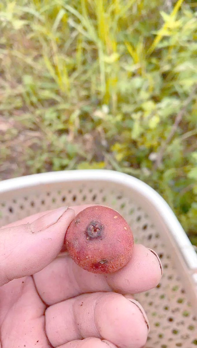 マーク　アンドレエ tweet media