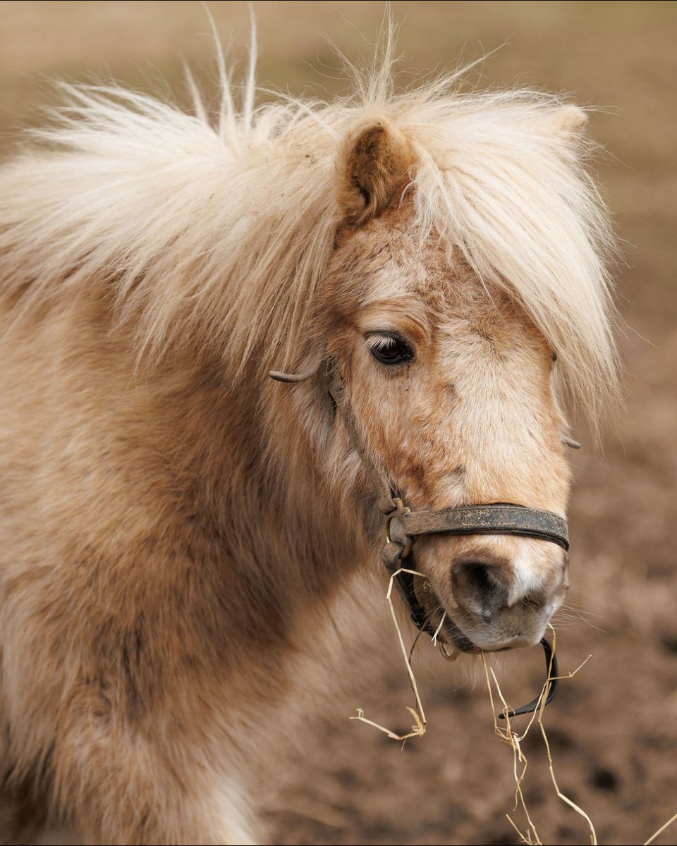 Blue Cross UK tweet media