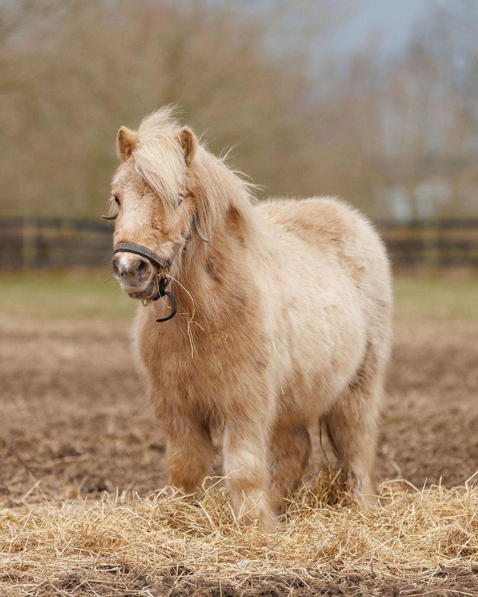 Little Norman is waiting for someone to fall in love with him. 💔

This sweet little chap was very anxious when he arrived with us, but he is growing in confidence every day. 

Could you offer Norman a loving home? Meet him here! 👉 bit.ly/4sbSjYr