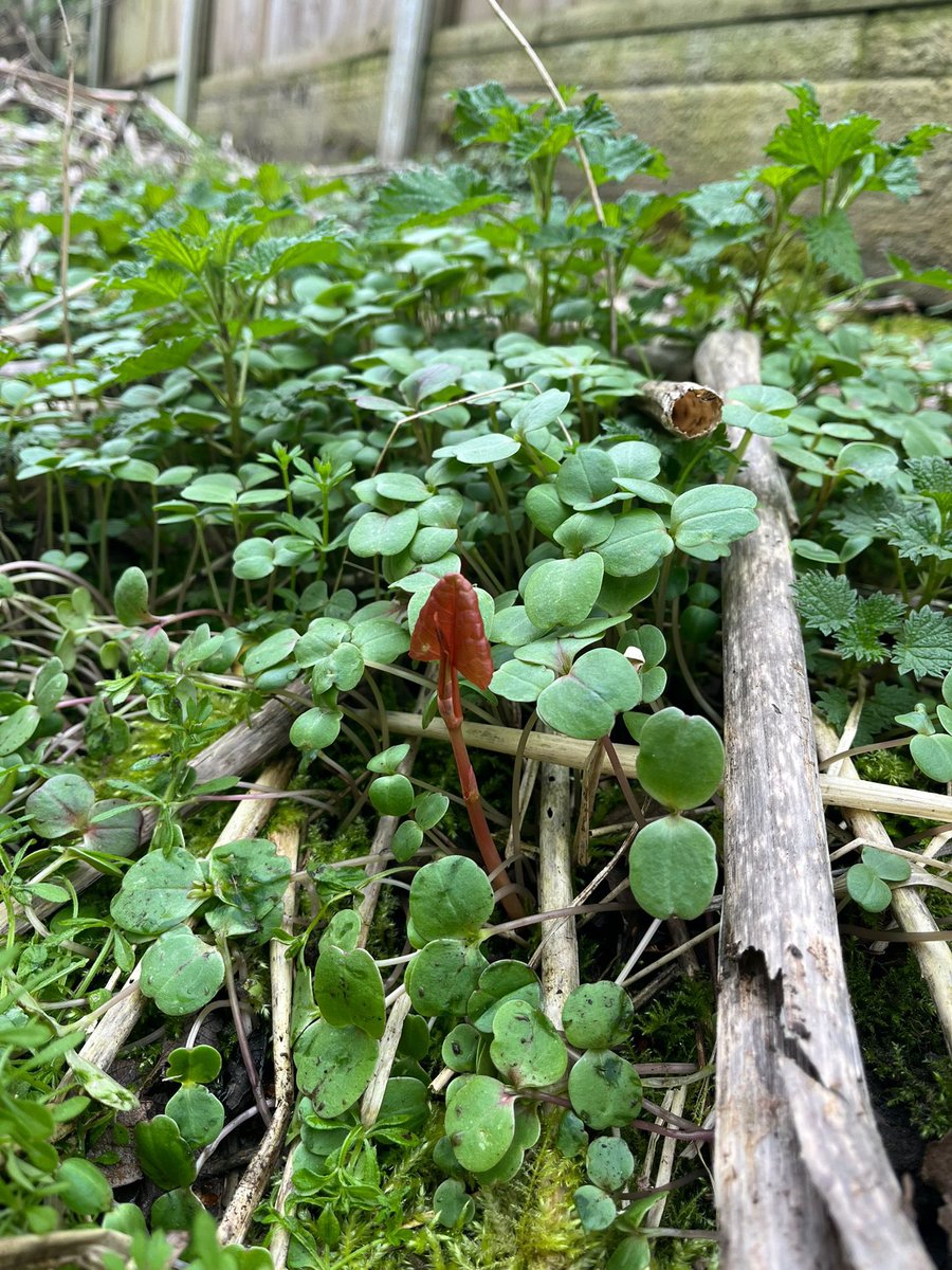 Japanese Knotweed tweet media