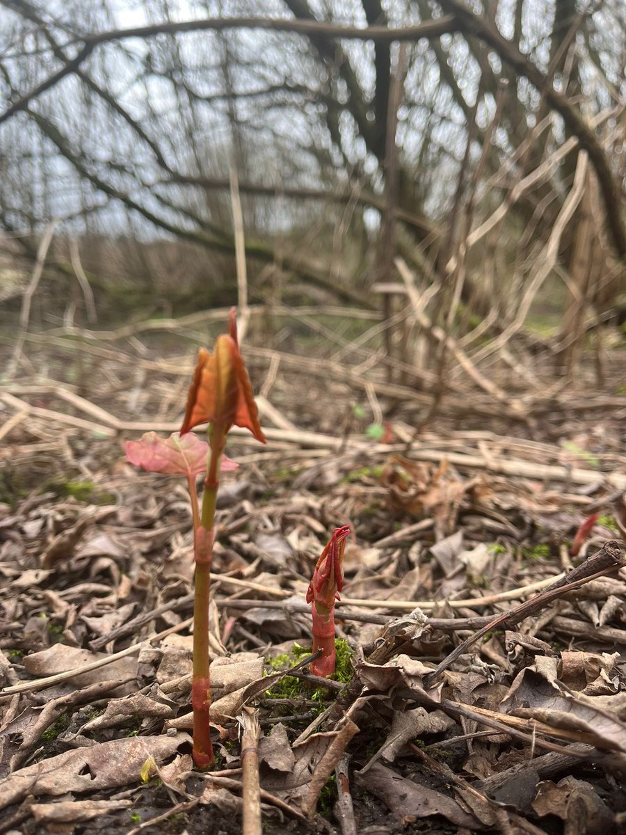 Japanese Knotweed tweet media
