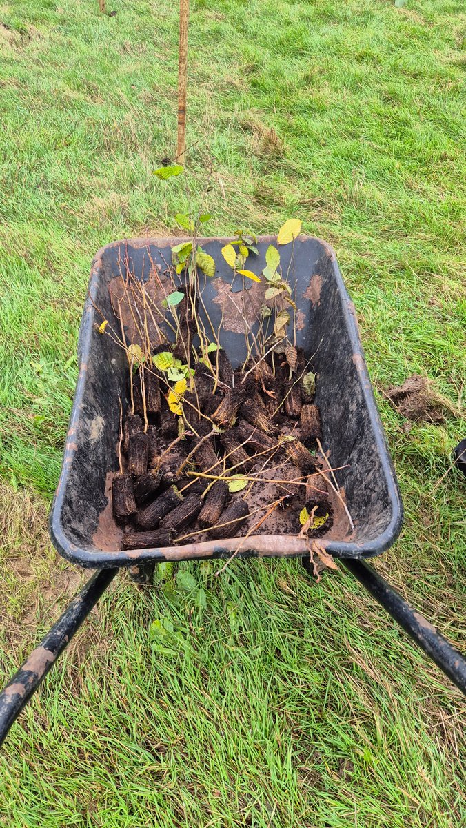 Brentwood Council tweet media