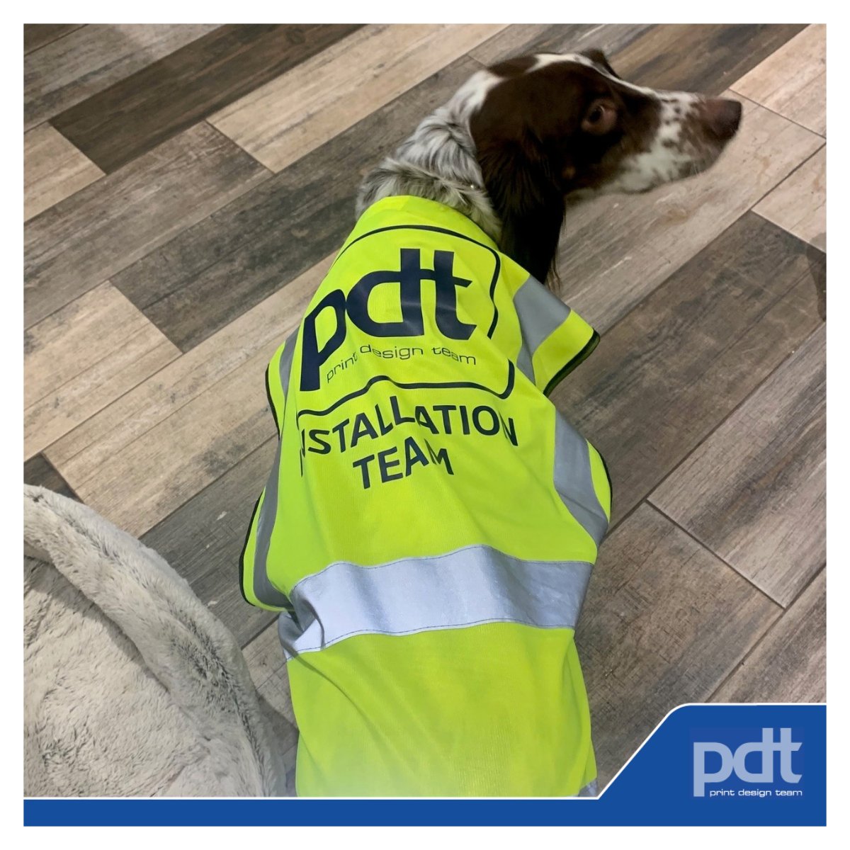 PrintDesignTeam's tweet photo. Willow is once again hard at work ensuring site safety as part of the installation team for upcoming jobs.🦺
the very important job of morale boosting.She’s our perfect K9 companion for productivity - hardworking, and always ready to lend a paw. 🐾
Do you think she needs a raise? https://t.co/49S82rMI5t