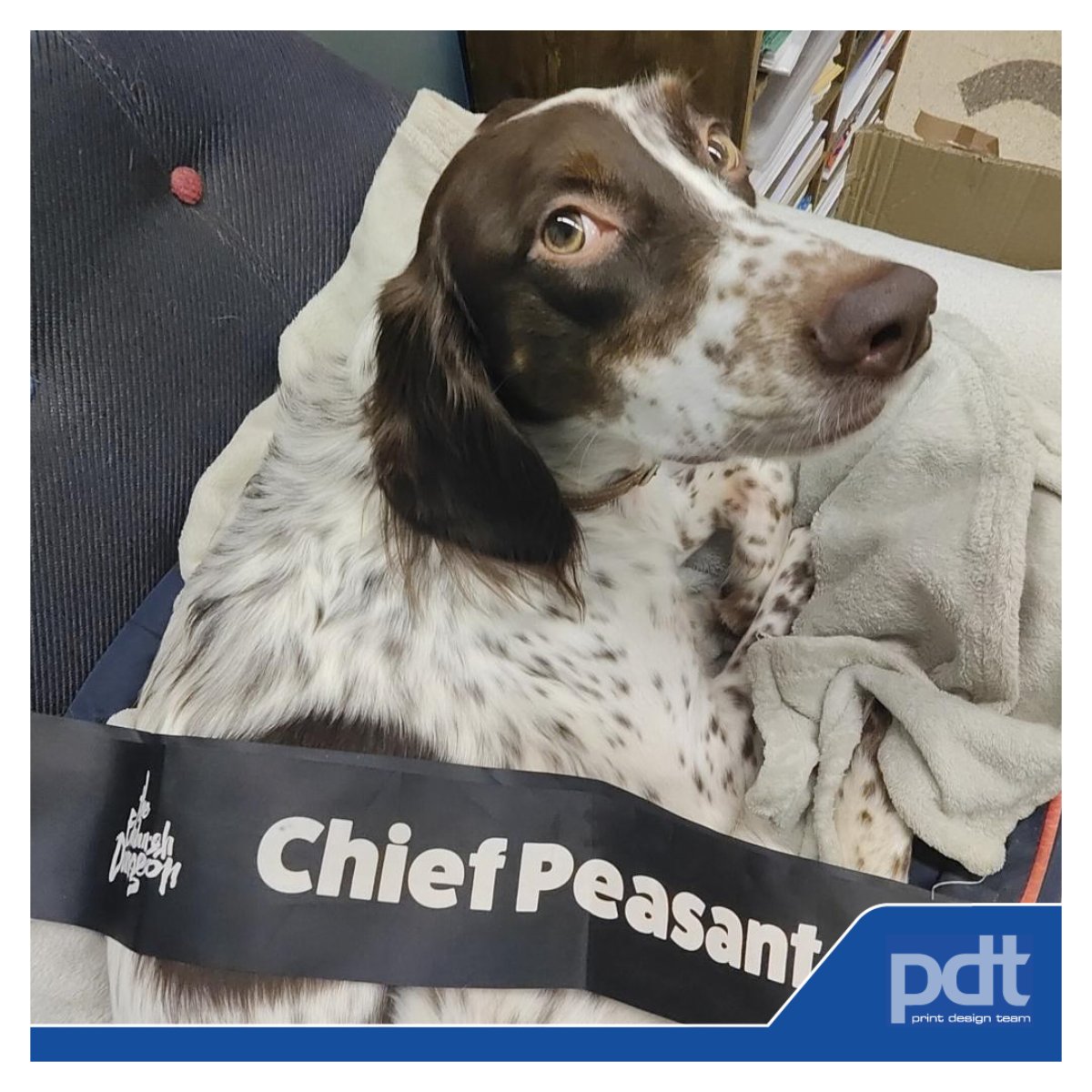 PrintDesignTeam's tweet photo. Willow is once again hard at work ensuring site safety as part of the installation team for upcoming jobs.🦺
the very important job of morale boosting.She’s our perfect K9 companion for productivity - hardworking, and always ready to lend a paw. 🐾
Do you think she needs a raise? https://t.co/49S82rMI5t
