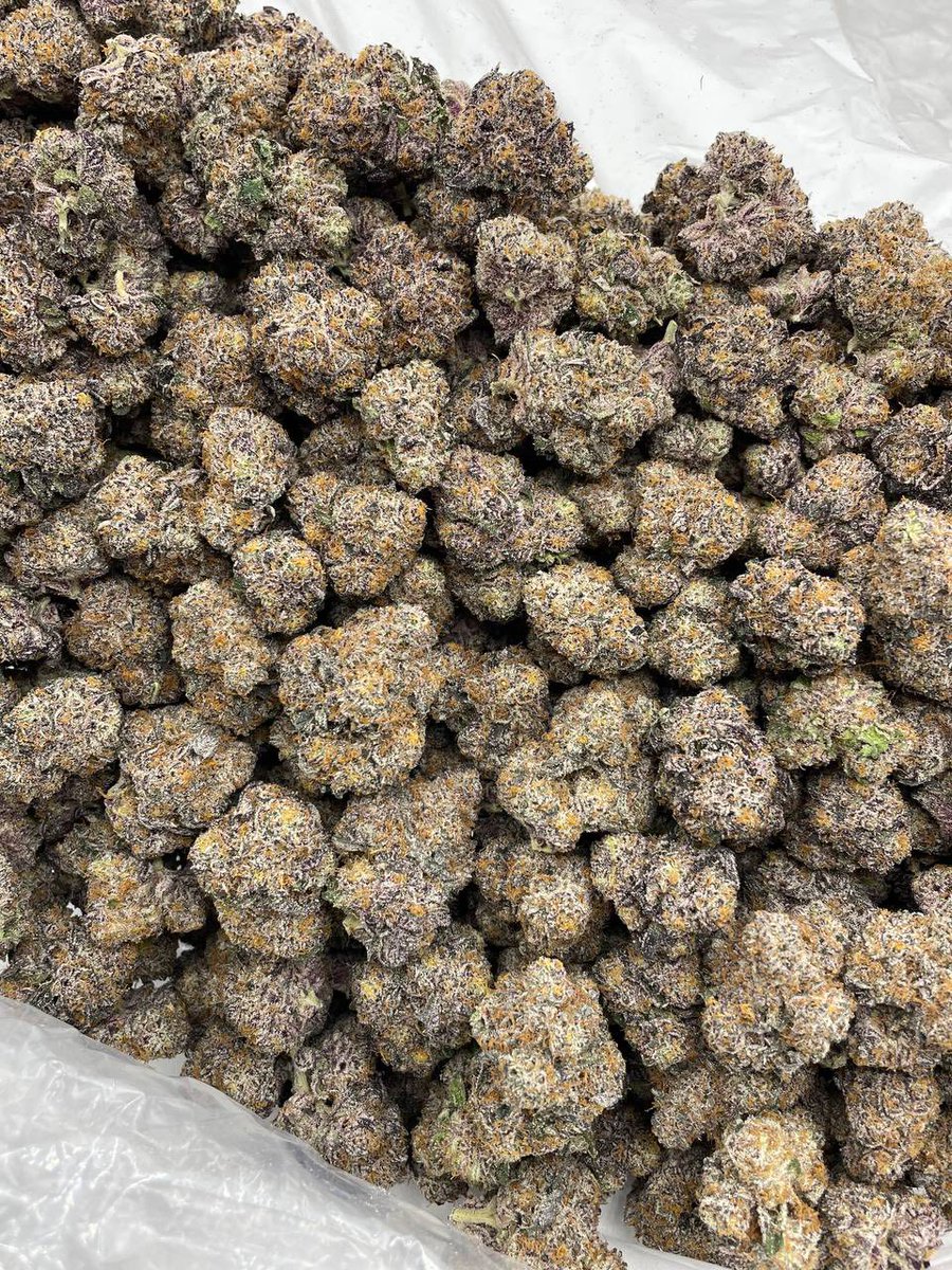 Sincty Seeds tweet media