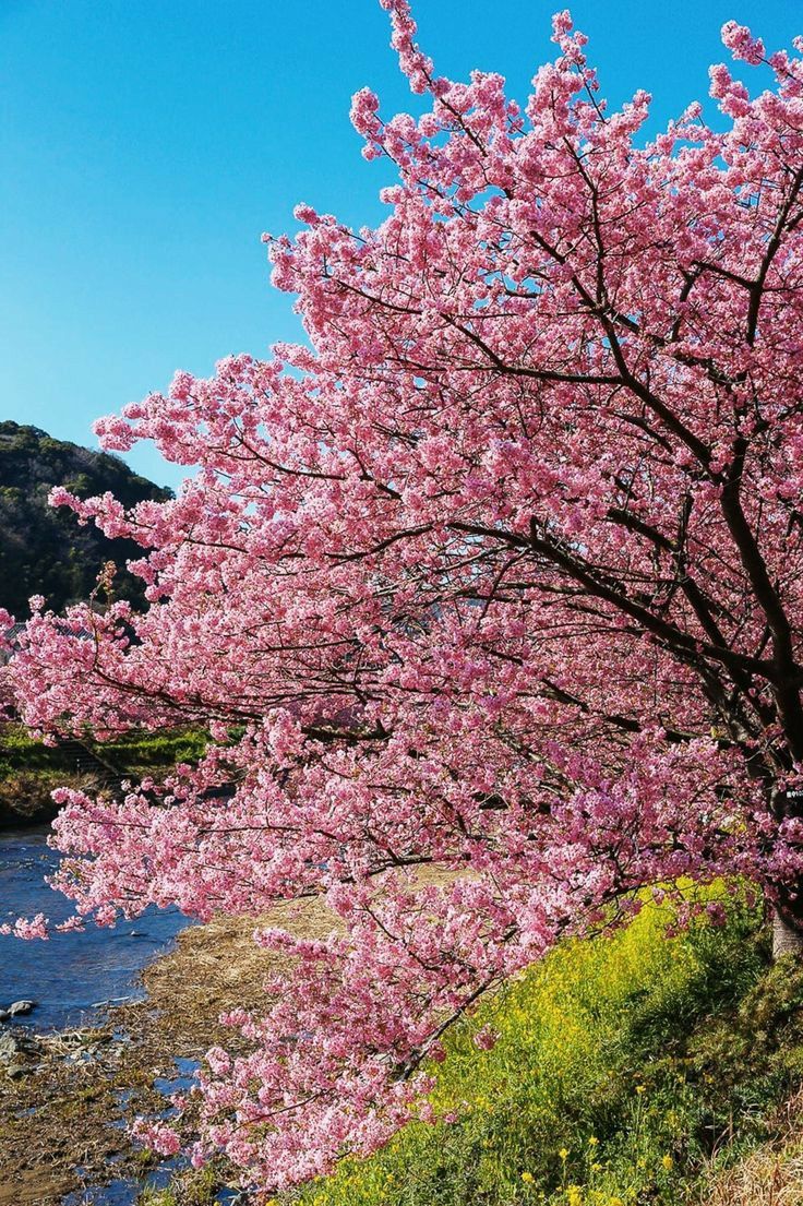 Paradise of Nature tweet media