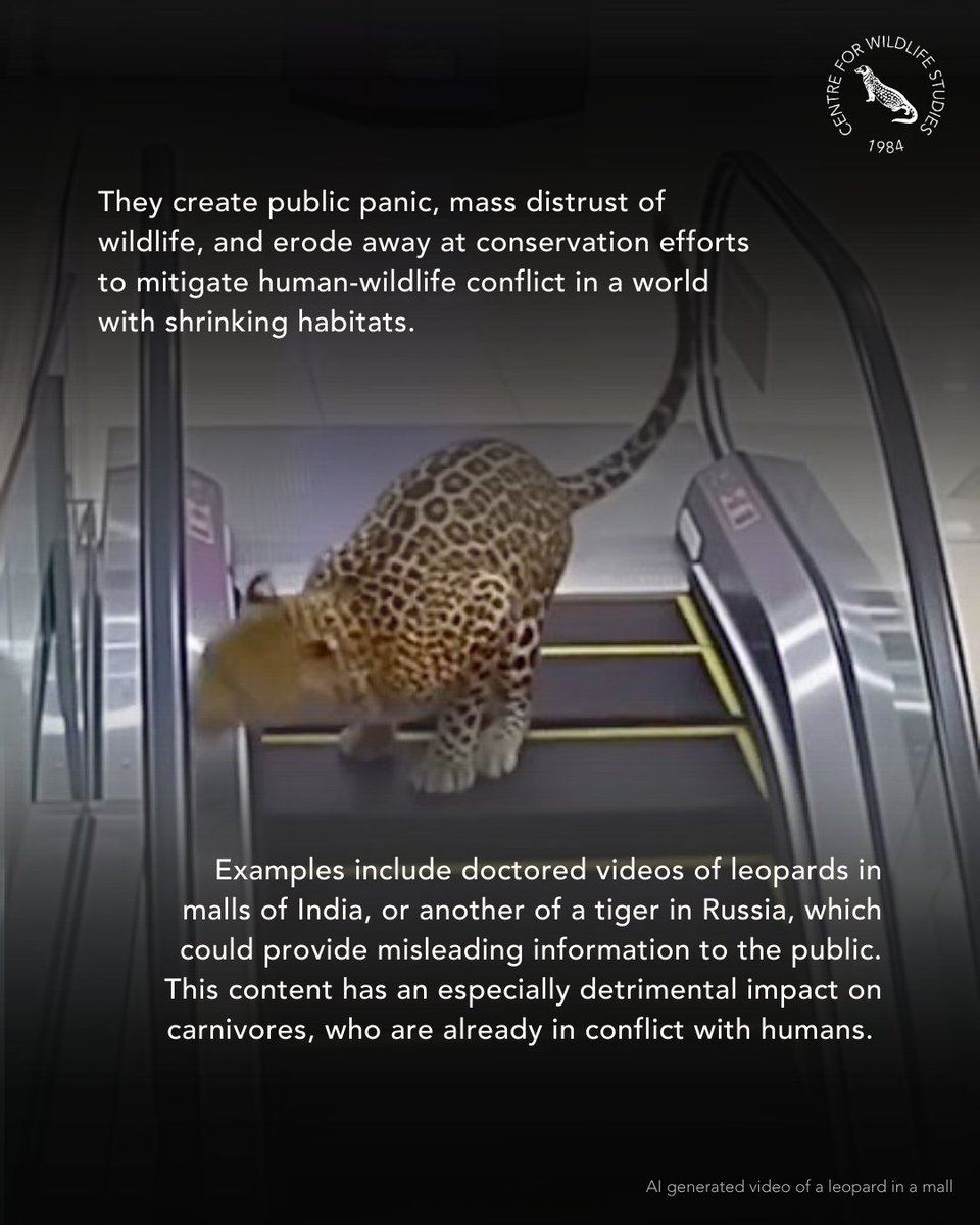 cwsindia's tweet image. Wildlife attacks and strange animal behavior — fake images spark conservation concerns. Read the full article at news.mongabay.com/2026/01/wildli…

#WildlifeConservation #AnimalBehavior #ConservationConcerns #WildlifeProtection