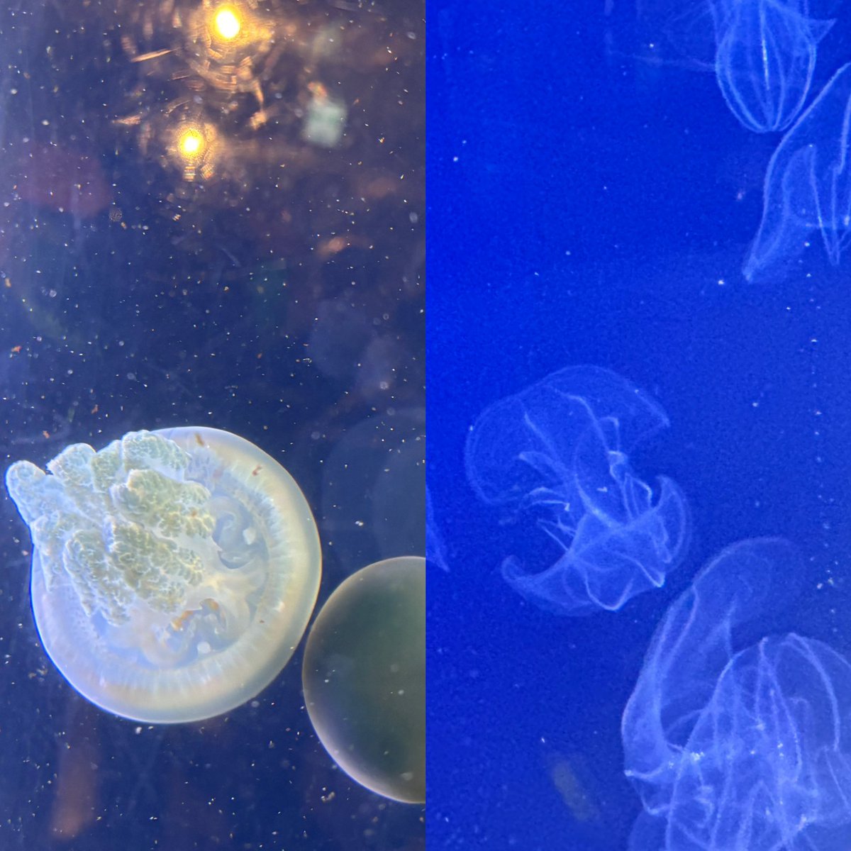 岐阜スゥープスチアリーダーズ tweet media