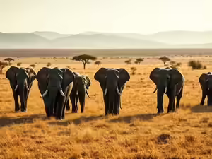 Elephant Protection Initiative tweet media