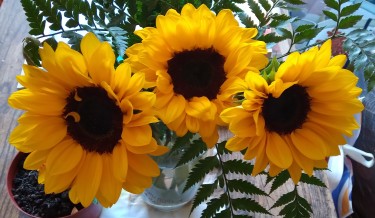 Lopezlaila1's tweet image. #Sunflowers 🌻🌻🌻