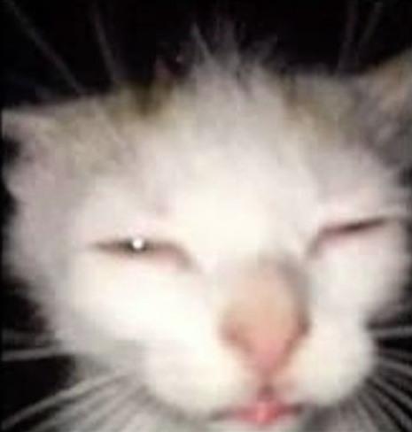 bandit.camp tweet media