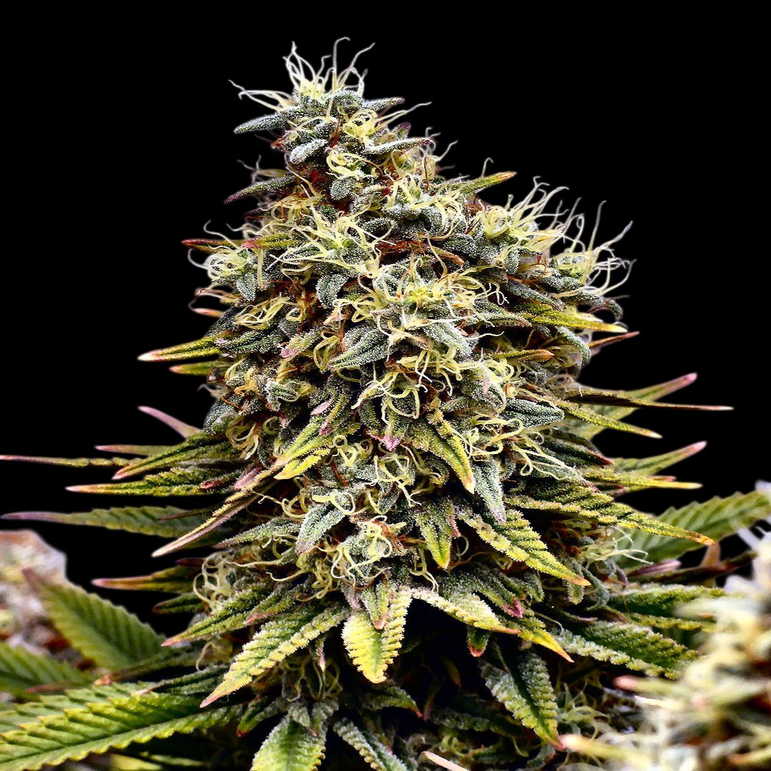 Oʀᴀᴄʟᴇ Sᴇᴇᴅs Oғɪᴄɪᴀʟ® 🇪🇸 tweet media