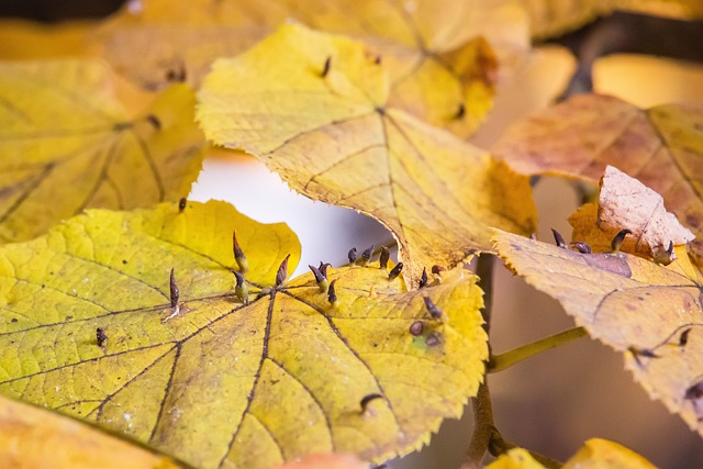 Angel Knight tweet media