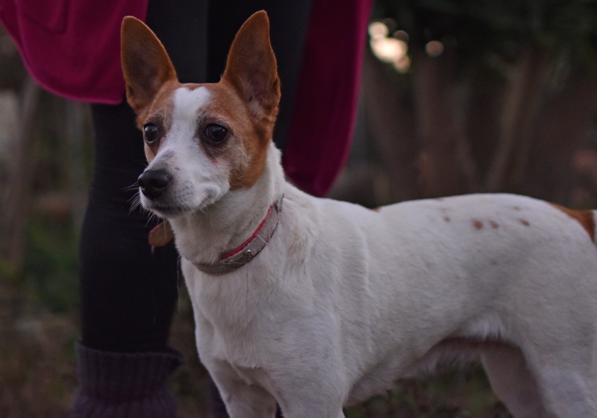 Refugi Els Àngels tweet media