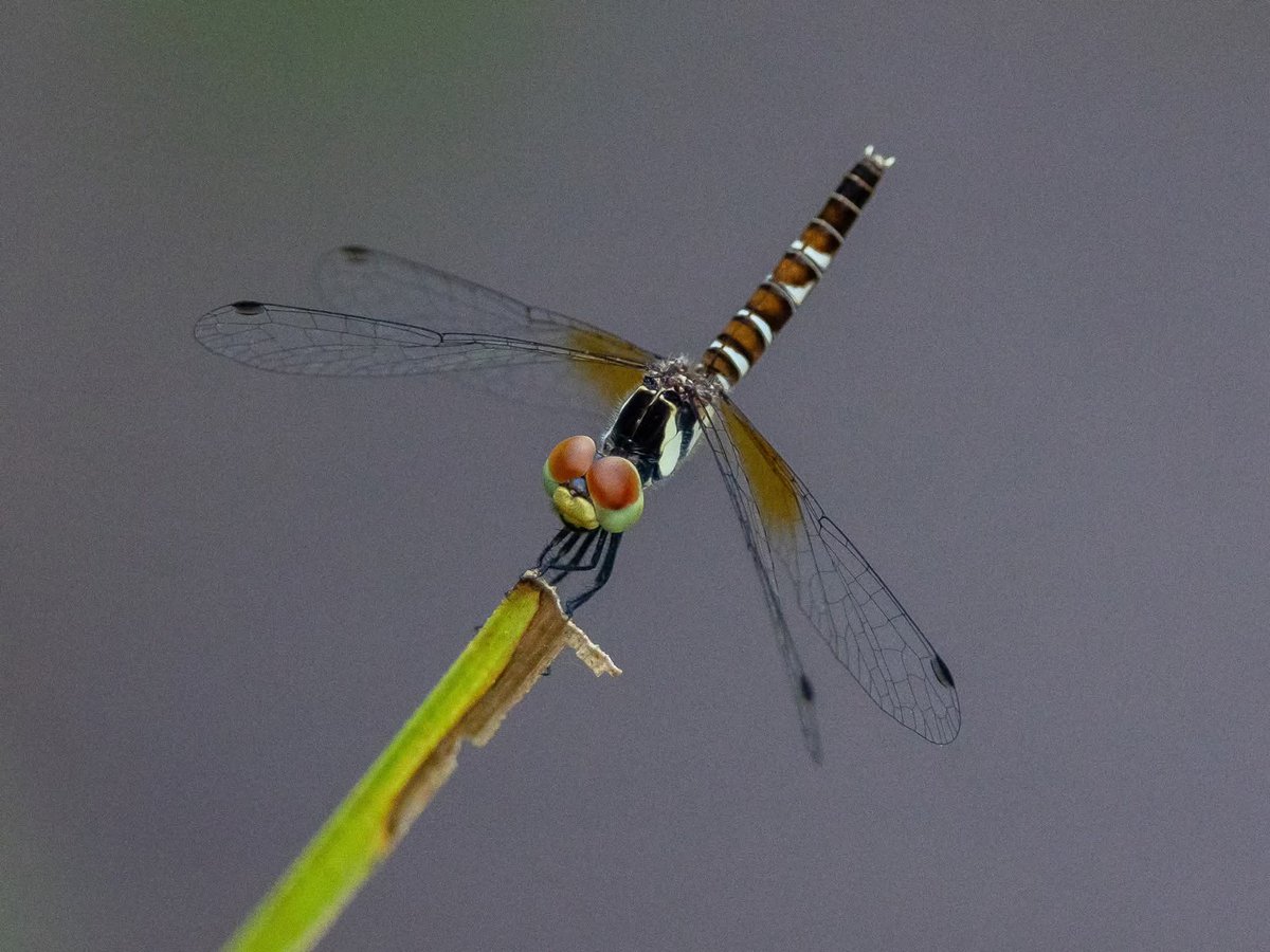 BP_Chua's tweet image. Scarlet Pygmy (f)
#dragonfly #insect #nature #photography