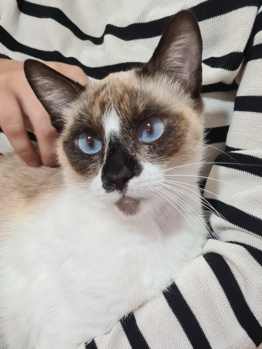 Refugi Els Àngels tweet media