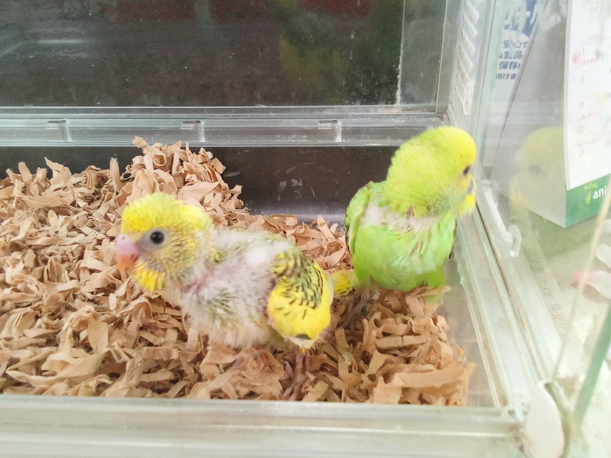amigoimabari's tweet photo. ウイルスフリーのセキセイインコたちです。
ウイルス検査済みの親から生まれたセキセイ。体格もしっかりしていて元気に育っています。
#アミーゴ今治店 #セキセイインコ https://t.co/BLiGftq9GK
