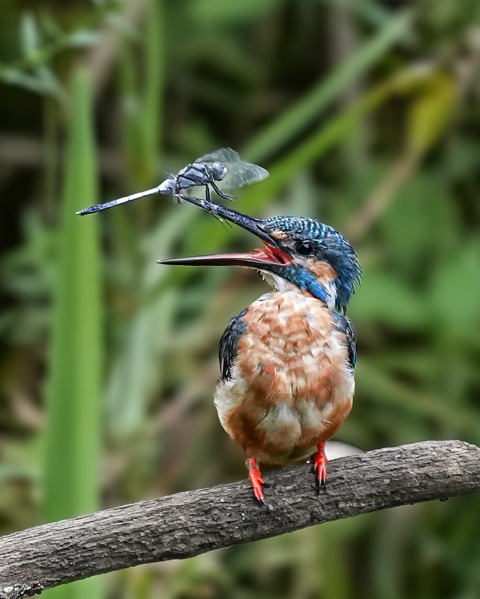 All animals tweet media