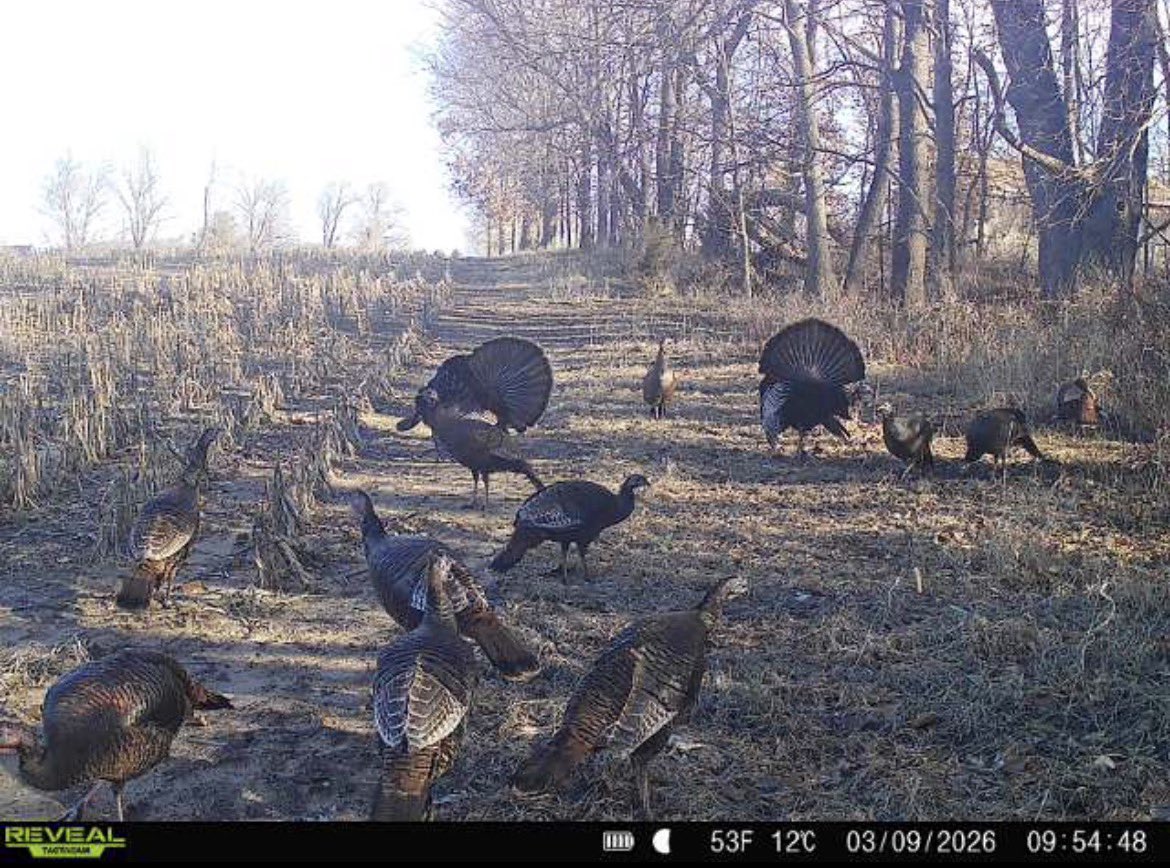 raised_outdoors's tweet image. A couple toms living the spring dream! 🦃🦃 #turkeyhunting #spring #hunting

#AmericanRaisedOutdoors🇺🇸