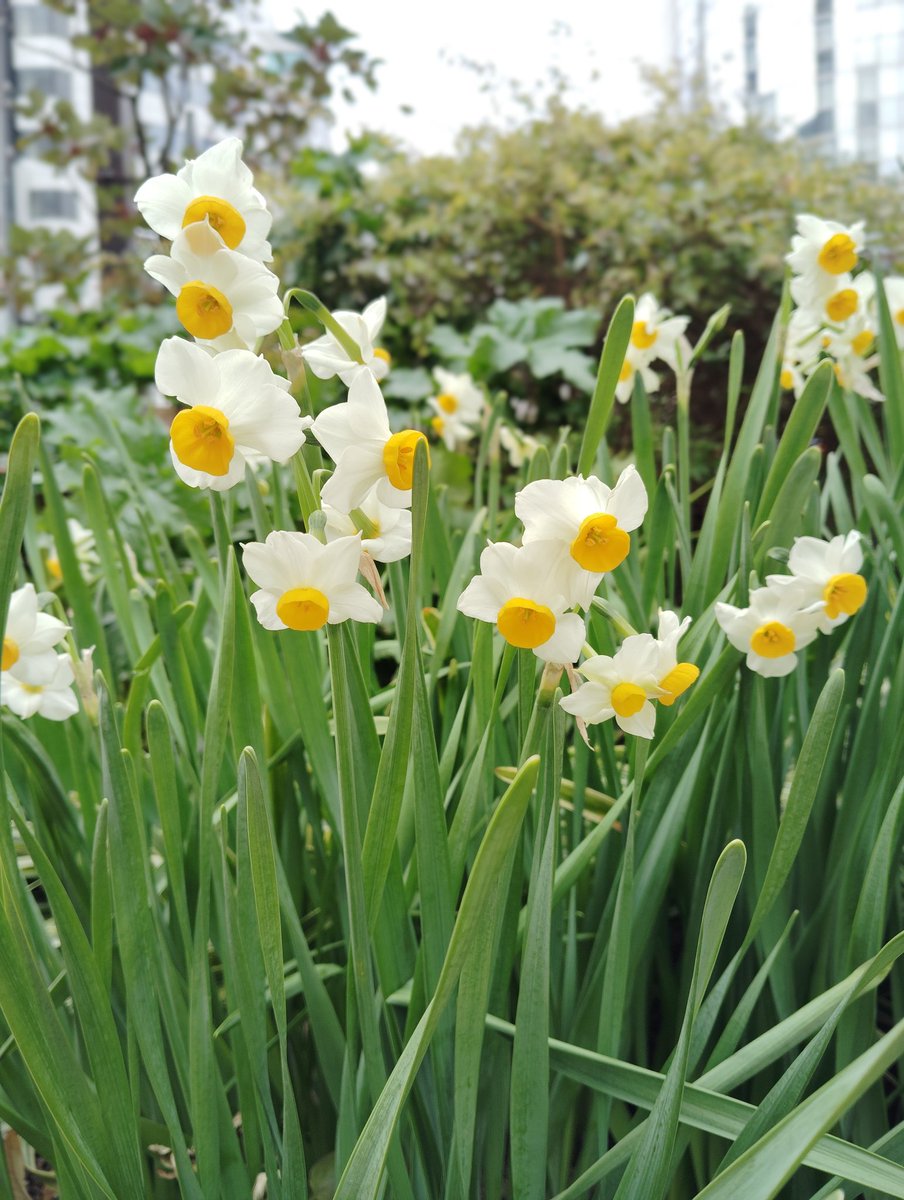 FWLMacZ95u95352's tweet photo. Early spring is the season where unshaped emotions quietly breathe.  
It’s the moment when the things inside you—  
the ones waiting to bloom—  
begin to glow softly beneath the surface.  
🌸💫  
#SpringLight #poem#flowers📸🌿🌸/japan https://t.co/6ZfRnBDkxx