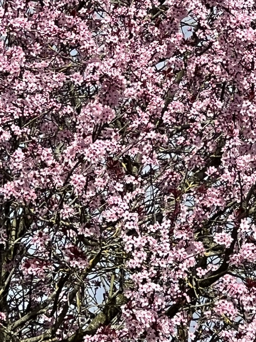 Rik Torfs tweet media