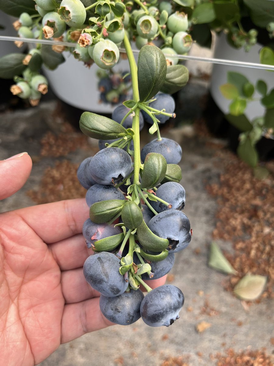 果物ーGPT 2.5 tweet media