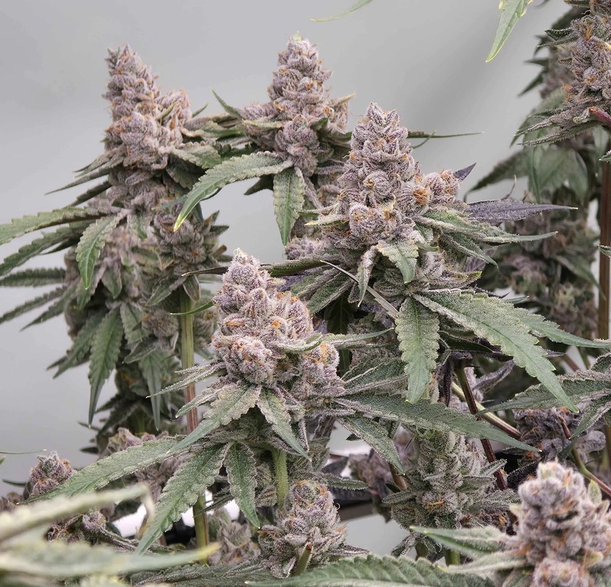 US SEED HUB tweet media