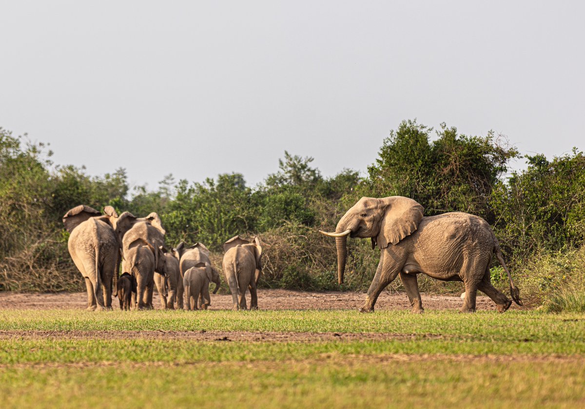 Virunga National Park tweet media