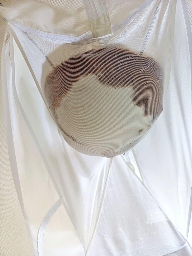 탱자(냥이) tweet media