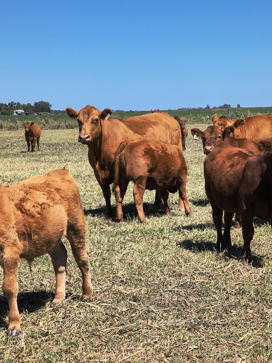 San Joaquin tweet media